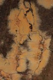 Coniophora puteana image