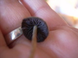 Psilocybe semilanceata image