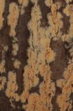 Coniophora puteana image