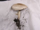 Agaricus silvicola image