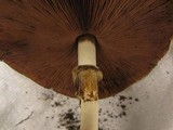 Agaricus silvicola image