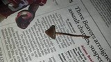 Psilocybe semilanceata image