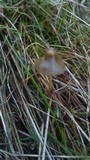 Psilocybe semilanceata image