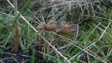 Psilocybe semilanceata image