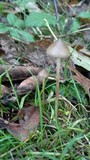Psilocybe semilanceata image