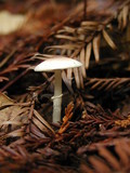 Lepiota oculata image