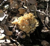 Ramaria rasilispora image