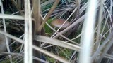 Psilocybe azurescens image