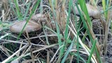 Psilocybe azurescens image