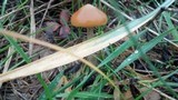 Psilocybe azurescens image