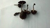 Psilocybe baeocystis image