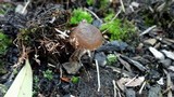 Psilocybe baeocystis image