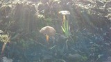 Psilocybe stuntzii image