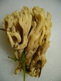Clavulina cinerea image