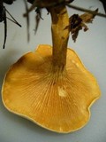 Hygrophoropsis aurantiaca image