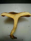 Hygrophoropsis aurantiaca image