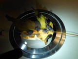 Rhytisma americanum image