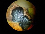 Rhytisma americanum image