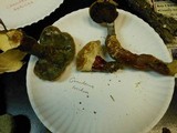 Ganoderma curtisii image