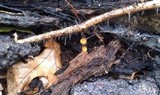 Marasmius siccus image