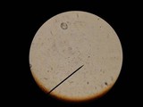 Marasmius siccus image