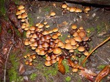 Psathyrella piluliformis image