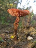 Laccaria proxima image