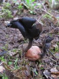 Helvella atra image