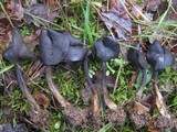 Helvella atra image