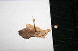 Marasmius siccus image