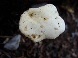 Polyporus leptocephalus image