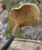 Polyporus leptocephalus image