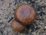 Pholiota highlandensis image