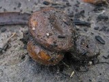 Pholiota highlandensis image