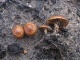 Pholiota highlandensis image