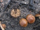 Pholiota highlandensis image
