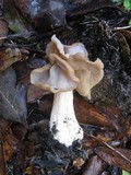 Helvella crispa image
