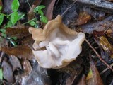 Helvella crispa image