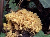 Sparassis crispa image