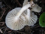 Hygrocybe virginea var. virginea image