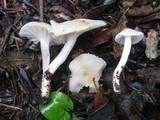 Cuphophyllus virgineus image