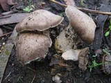 Lyophyllum decastes image