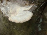Trametes gibbosa image