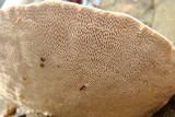 Trametes gibbosa image