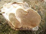 Trametes gibbosa image