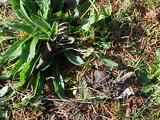 Rhizopogon parksii image