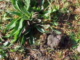 Rhizopogon parksii image