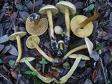 Tricholoma sulphureum image