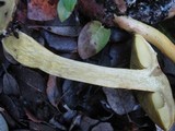 Tricholoma sulphureum image
