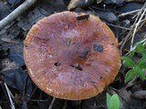 Tricholoma albobrunneum image